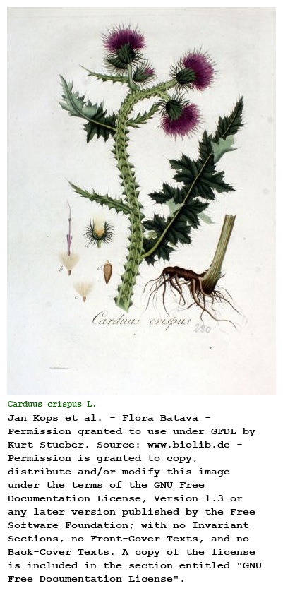 Carduus crispus L.